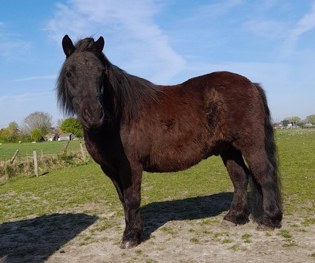 shetland pony, Met stamboom, Ruin, Zadelmak, A pony (tot 1.17m)