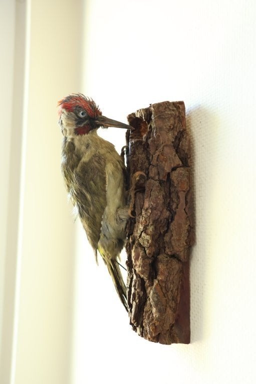 Taxidermie opgezette specht, Ophalen of Verzenden, Gebruikt, Vogel, Opgezet dier