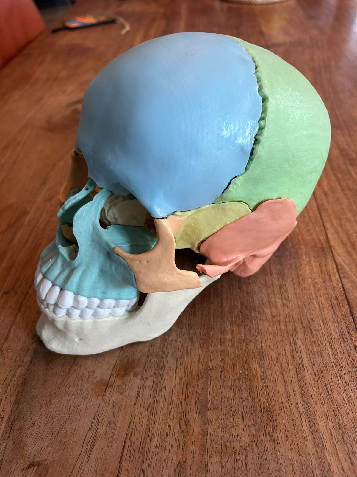 anatomische schedel – osteopathie, Ophalen of Verzenden