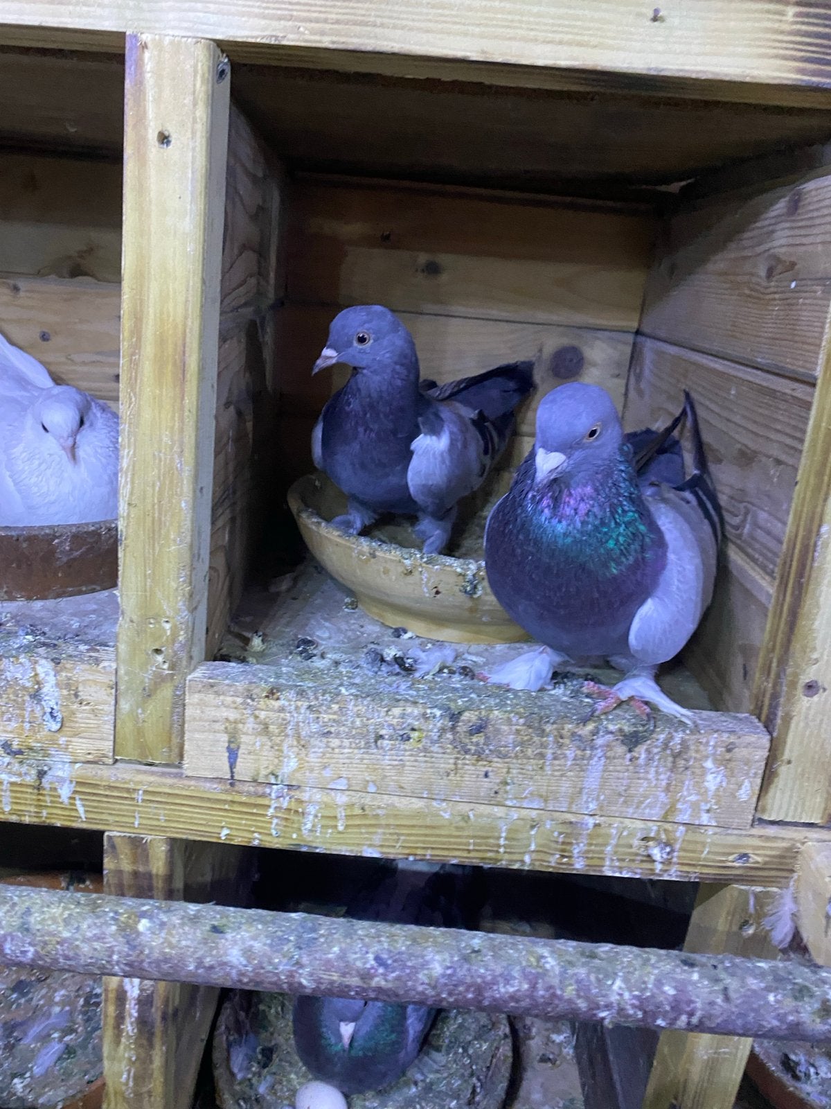 Takla duiven, Dieren en Toebehoren, Vogels | Duiven, Meerdere dieren, Overige soorten