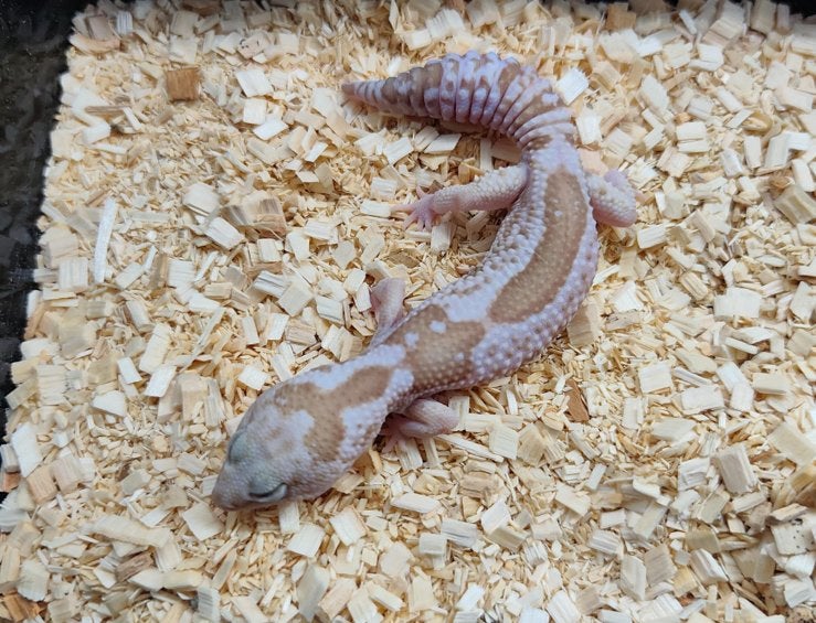 Vetstaartgekko 1.1 (te koop/ruil), Hagedis, Tam, 0 tot 2 jaar
