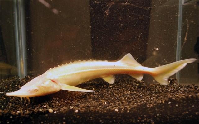 Albino sterlet steuren, Dieren en Toebehoren, Vissen | Vijvervissen, Steur