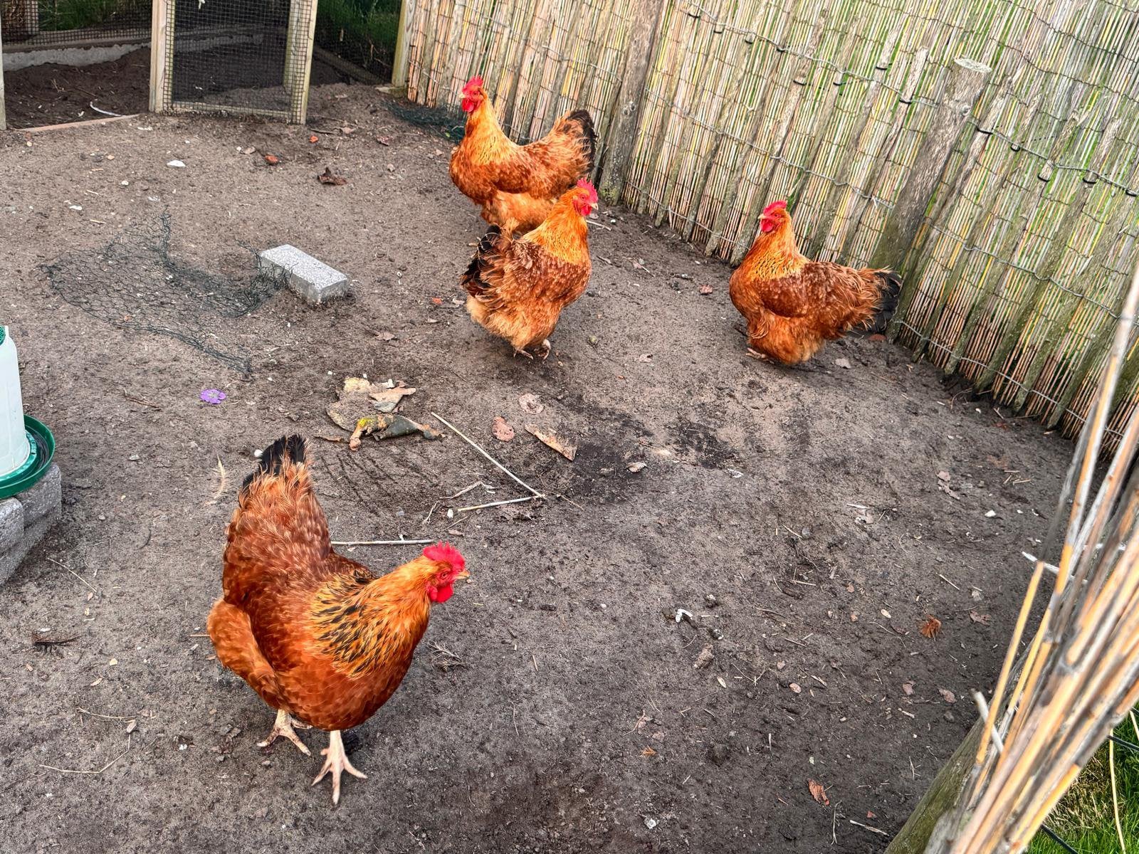 4 mooie legkippen te koop – leggen dagelijks een ei!, Dieren en Toebehoren, Pluimvee, Vrouwelijk, Kip