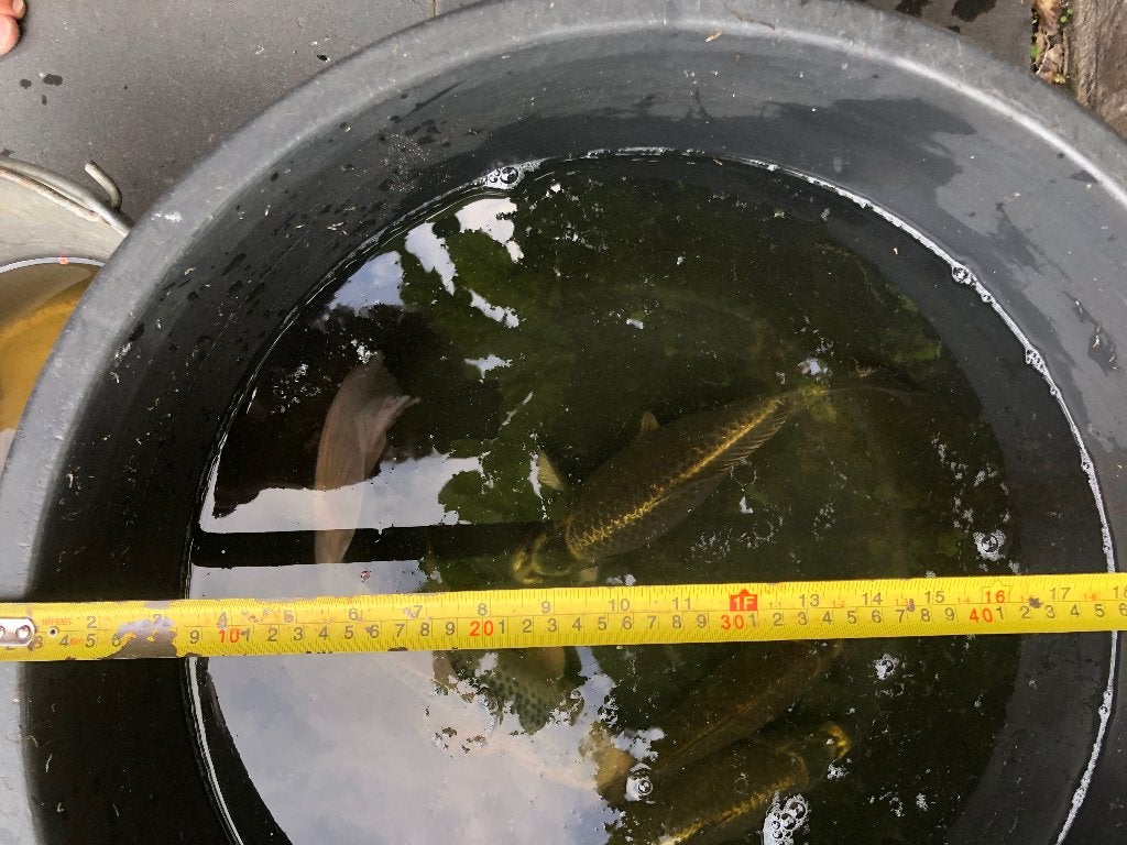 Koi vissen, Dieren en Toebehoren, Vissen | Vijvervissen, Karper of Koi