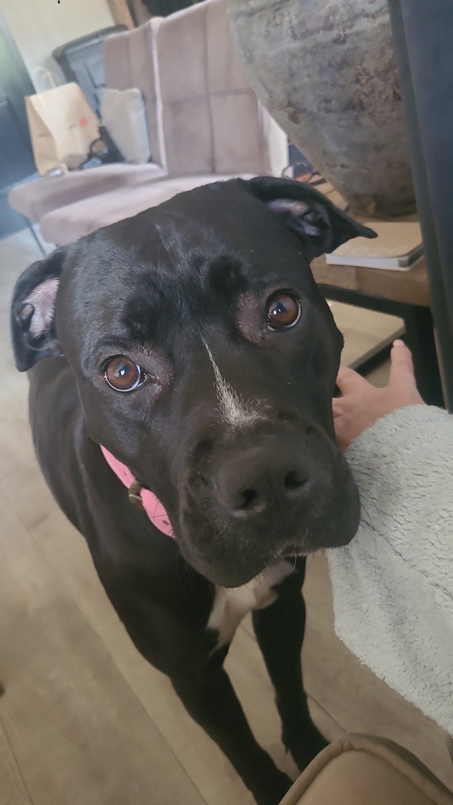 Boerboel x stafford, 1 tot 2 jaar, Teef, Eén hond, Nederland