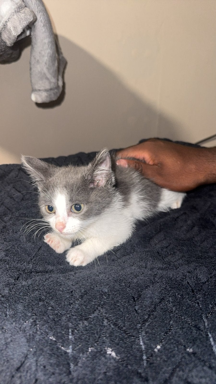 Kitten, Poes