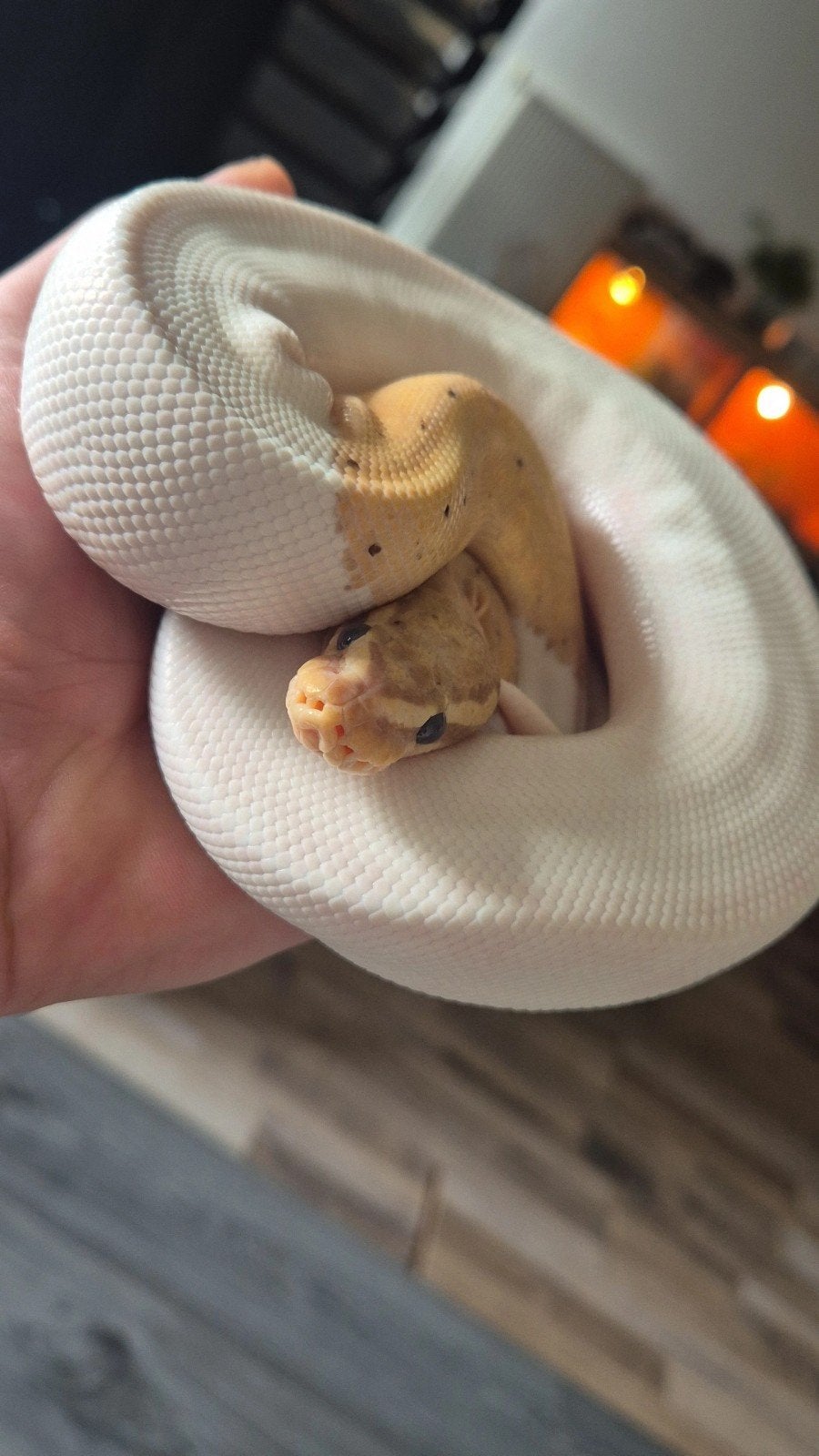 Ball pythons