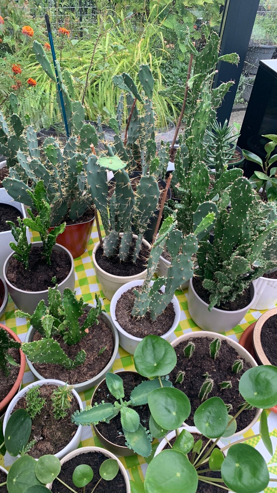 Cactussen per pot €10, Tuin en Terras, Ophalen, Eenjarig, Overige soorten, Volle zon