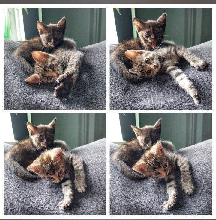 Poesjes op zoek naar gouden mandje kruising Noorse Boskat️, Poes, Langharig, 0 tot 2 jaar