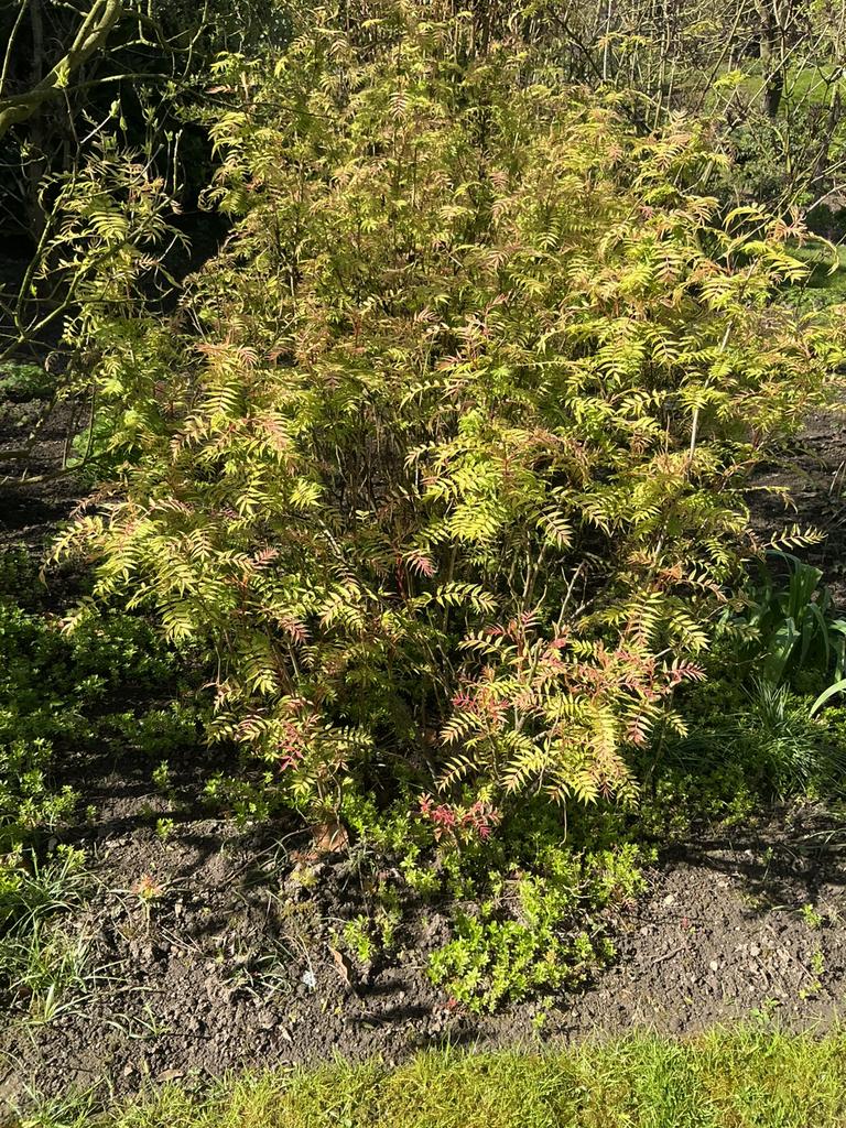 Sorbaria Sem, Ophalen, Overige soorten, Struik, 100 tot 250 cm
