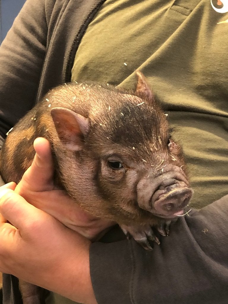 Minivarkens | Goed tam te maken | Passend advies!, Dieren en Toebehoren, Schapen, Geiten en Varkens, Meerdere dieren, Varken, 0 tot 2 jaar