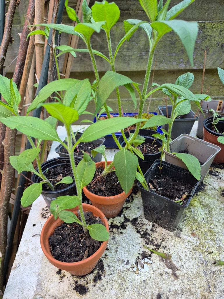 Jonge aardpeer planten, Tuin en Terras, Ophalen, Overige soorten, Volle zon