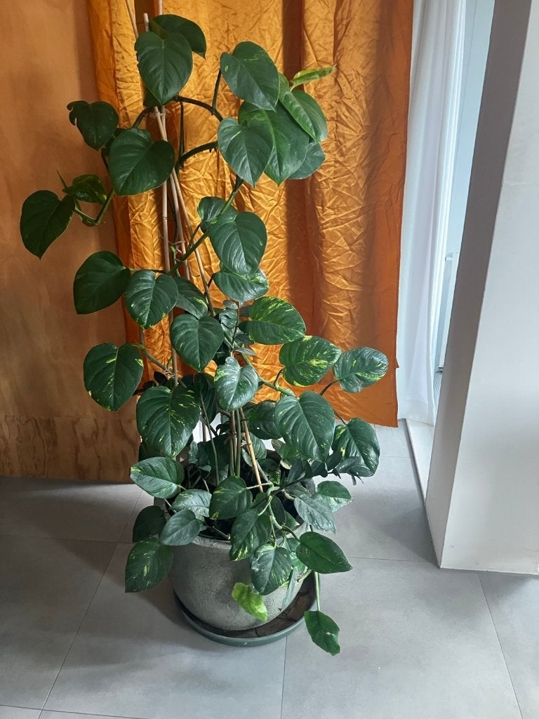 Kamerplant  130 - 150 cm Hangplant in Kunststofpot, Ophalen, 100 tot 150 cm, Overige soorten, Halfschaduw