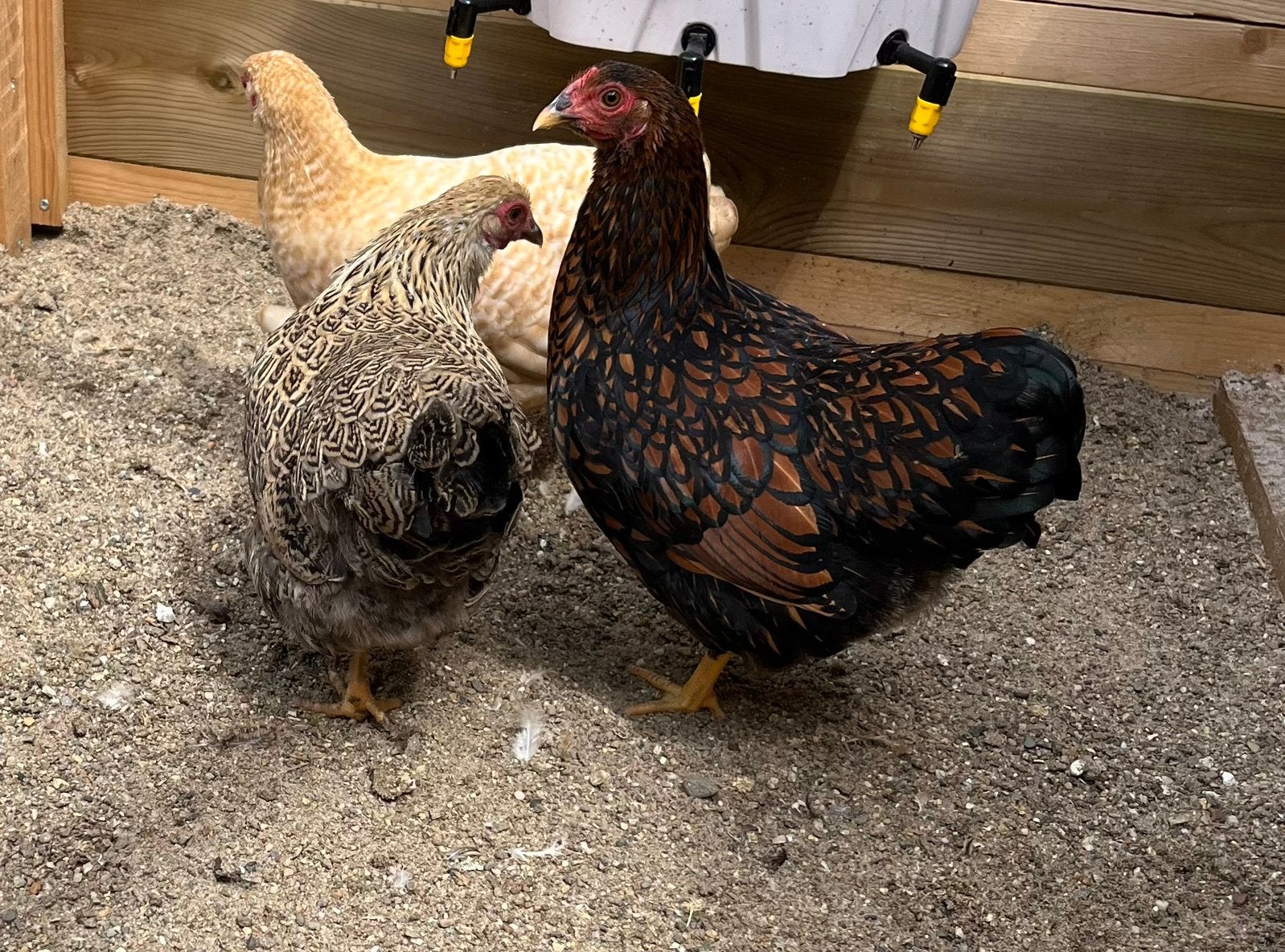 Wyandotte kriel hen, Vrouwelijk, Kip