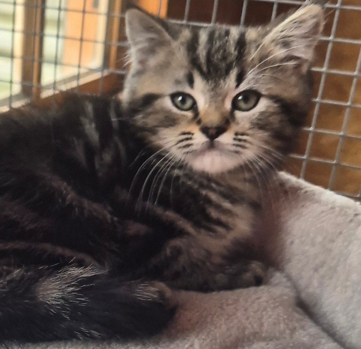 Prachtige  en hele lieve britse korthaar kittens  te koop, Meerdere dieren, Gechipt, 0 tot 2 jaar