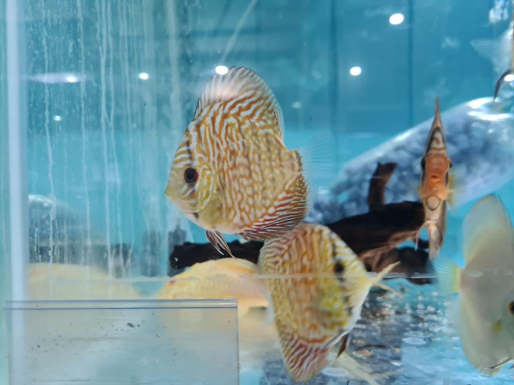 Indiana Tiger Discus, Symphysodon Discus, Vis, Zoetwatervis
