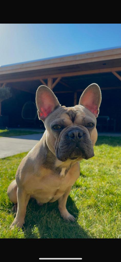 Franse Bulldog, Parvo, Reu, Bulldog, Eén hond
