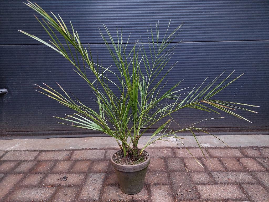 Phoenix Canariensis (2-stam) - Canarische Dadelpalm H: 80 cm, Tuin en Terras, Planten | Bomen, Bloeit niet, Minder dan 100 cm