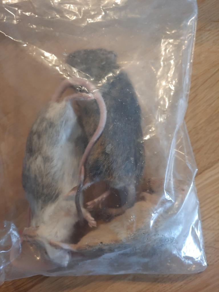 Volwassen voedermuizen, Ophalen, Overige typen