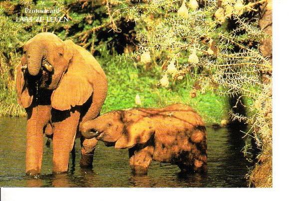 Ansichtkaart	Olifant	met kalf		Laat ze leven, Verzenden, 1980 tot heden, Ongelopen, Wild dier