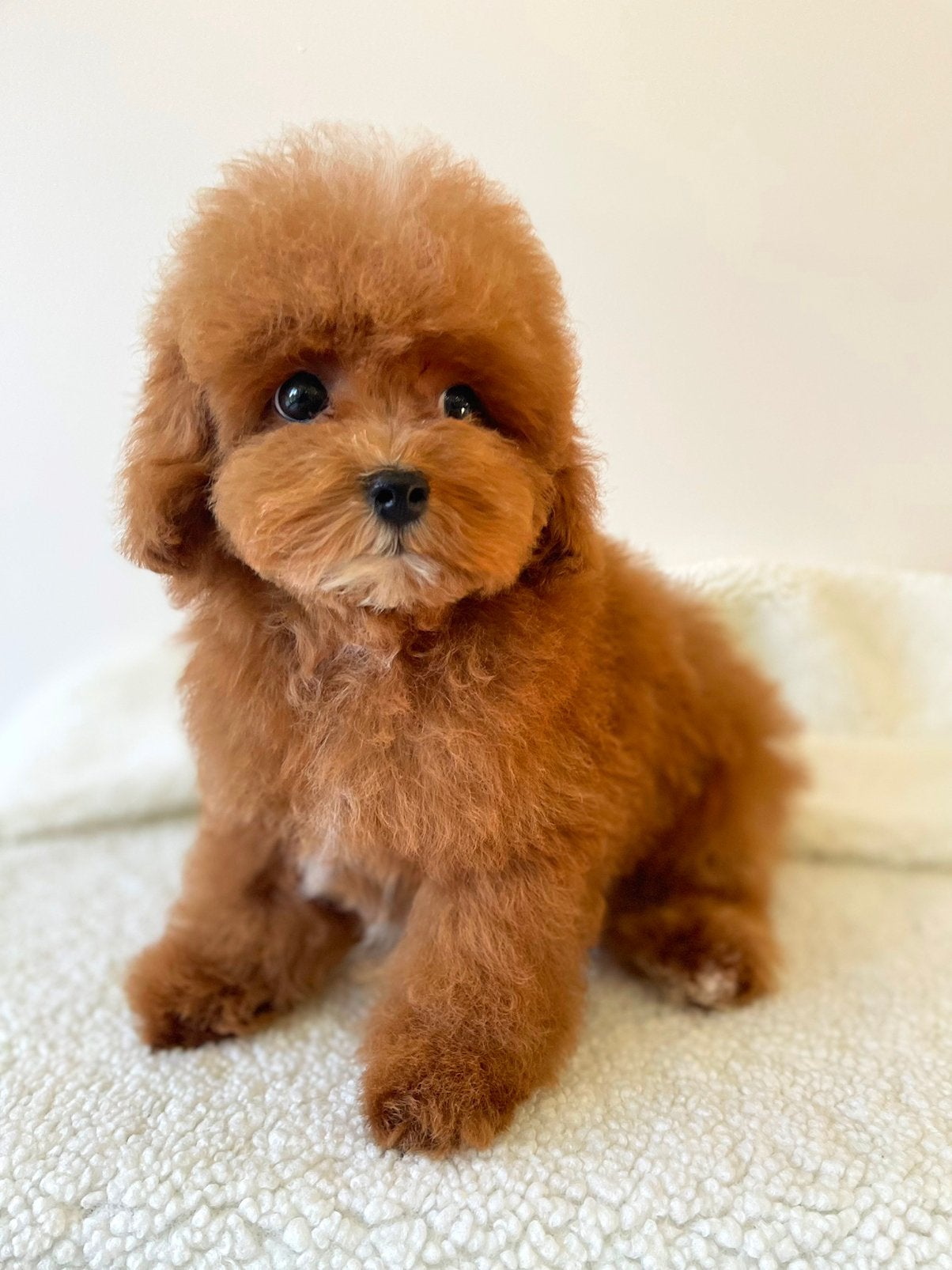 Exclusieve Maltipoo F2 pup ( Aziatische Toy Poedel ), Dieren en Toebehoren, Particulier, Overige rassen, 8 tot 15 weken, Buitenland