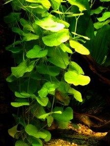 Braziliaanse klimop (Hydrocotyle leucocephala) aquariumplant, Dieren en Toebehoren, Ophalen of Verzenden, Zo goed als nieuw, Plant(en), Steen of Hout