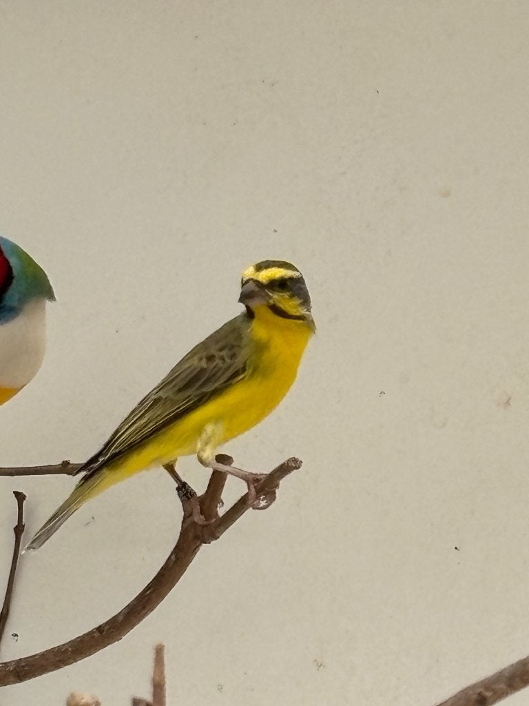 Mozambiquesijs man, Mannelijk, Tropenvogel