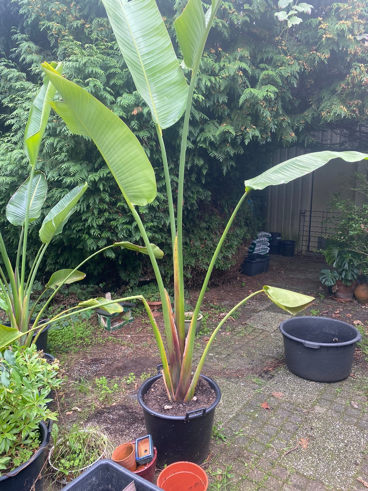 Paradijsvogel kamerplant Strelitzia 280 cm, Ophalen, Overige soorten, Volle zon