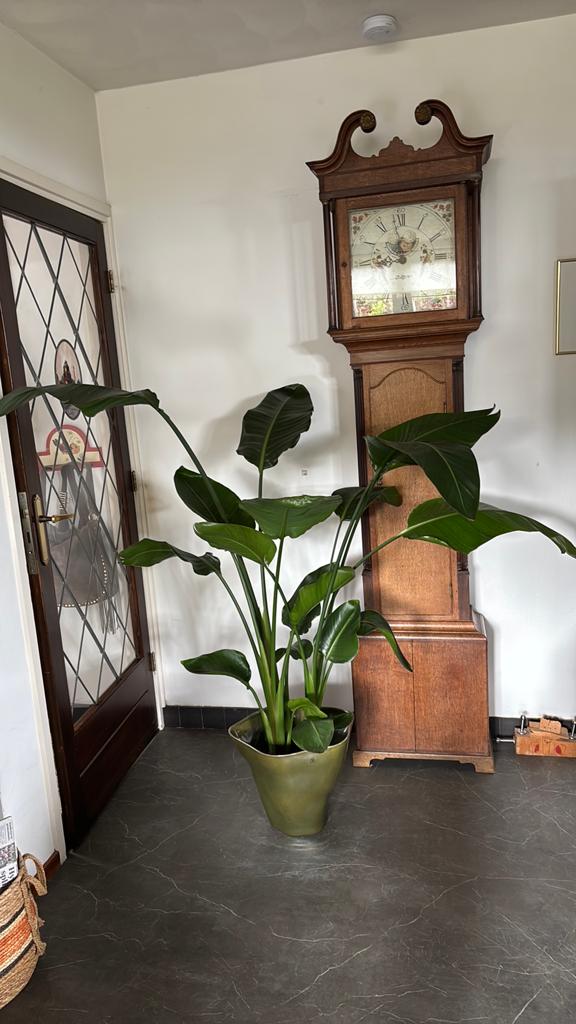 Sterlitzia plant, Huis en Inrichting, Kamerplanten, Ophalen, 100 tot 150 cm, Overige soorten, Halfschaduw