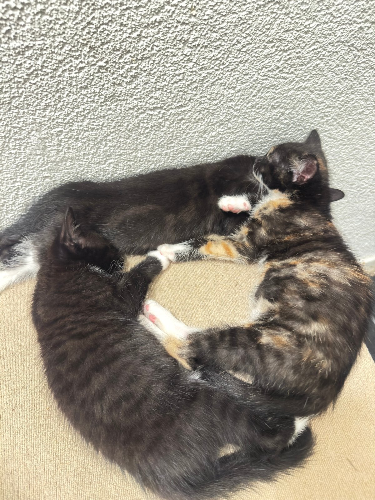 Kittens, Dieren en Toebehoren, Katten en Kittens | Overige Katten, Meerdere dieren