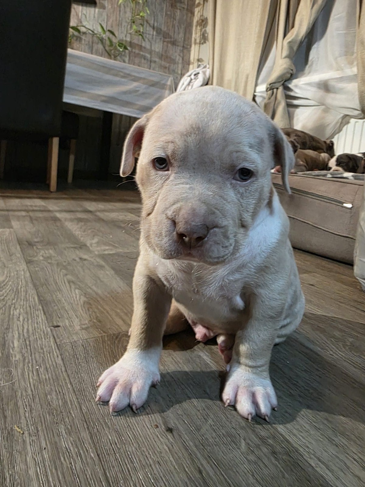 Bully xl pups, 8 tot 15 weken, Meerdere, Meerdere dieren, Nederland