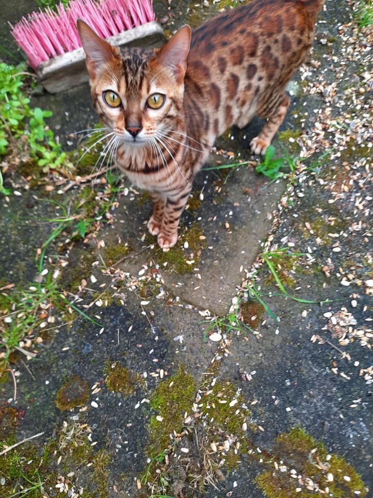 Bengaalse dame zoekt ruim huis/tuin, Poes