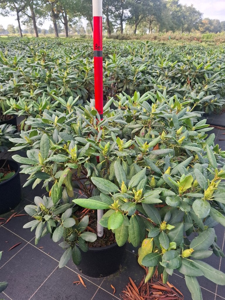 rhododendrons  herfstaanbieding € 20,- uitzoeken!!!!!!!, Tuin en Terras, Ophalen, Rhododendron, Struik, Minder dan 100 cm
