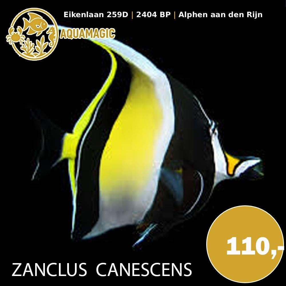 Zanclus Canescens, Vis, Zoutwatervis