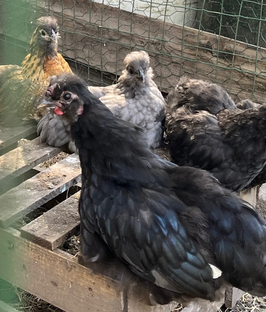 2 haantjes kruising cochin en zijdehoender, Mannelijk, Kip