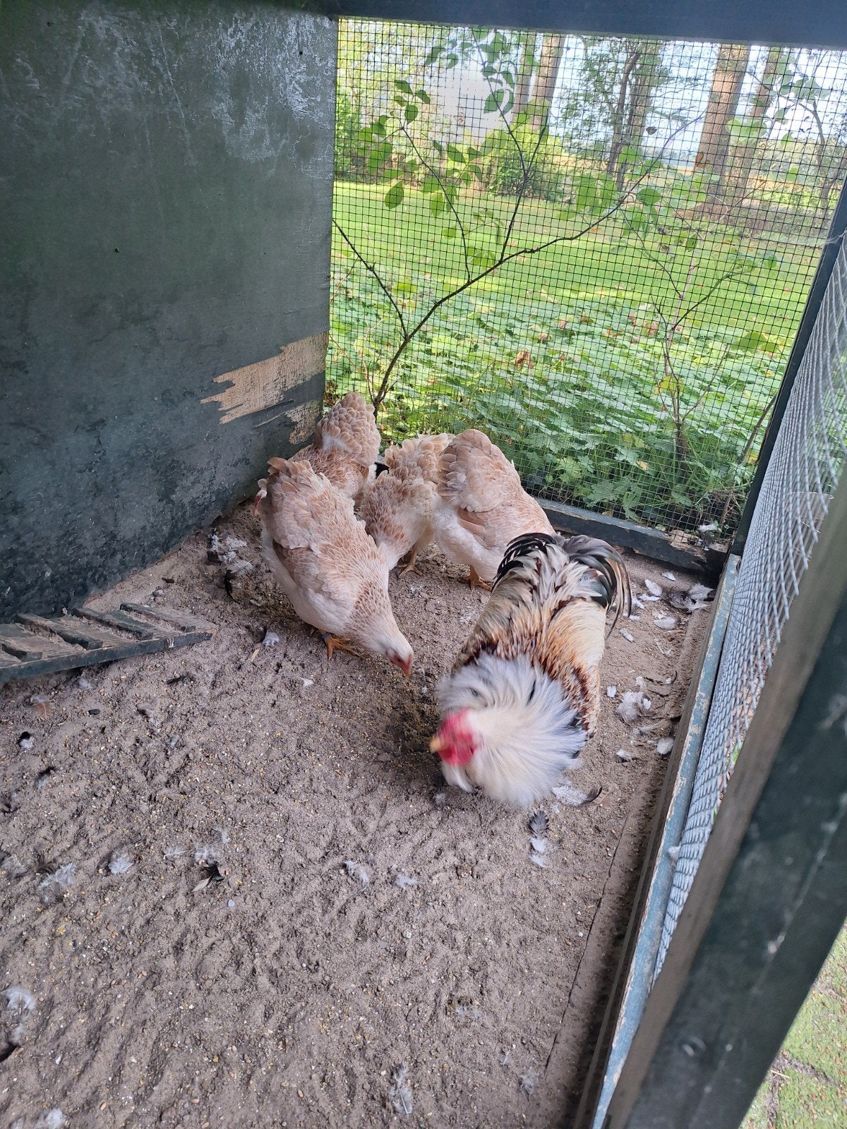 wyandotte kriel zalm kippen, Dieren en Toebehoren, Meerdere dieren, Kip