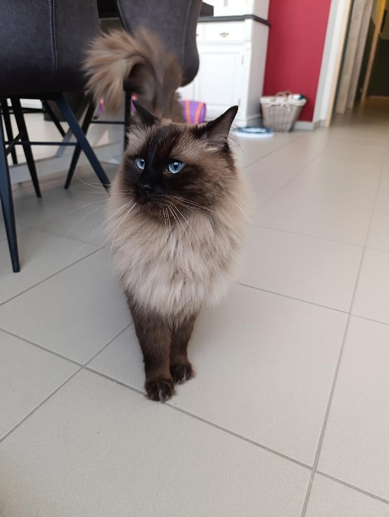 Ragdoll, Dieren en Toebehoren, Katten en Kittens | Raskatten | Langhaar, Kater, Gechipt, 3 tot 5 jaar
