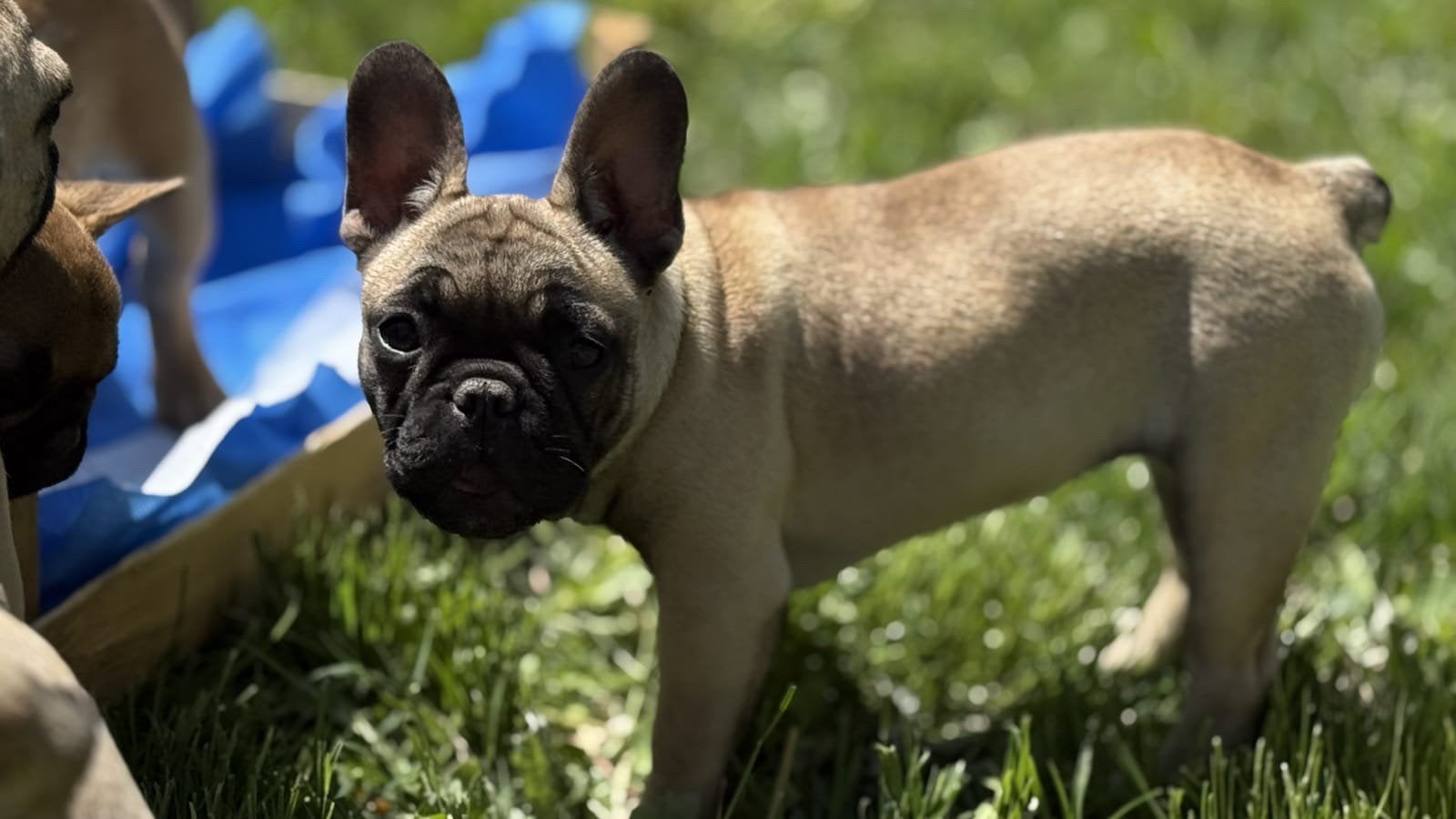 Franse bulldog pups klaar voor verhuis, Dieren en Toebehoren, Honden | Chihuahua's en Gezelschapshonden, Parvo, België, Particulier