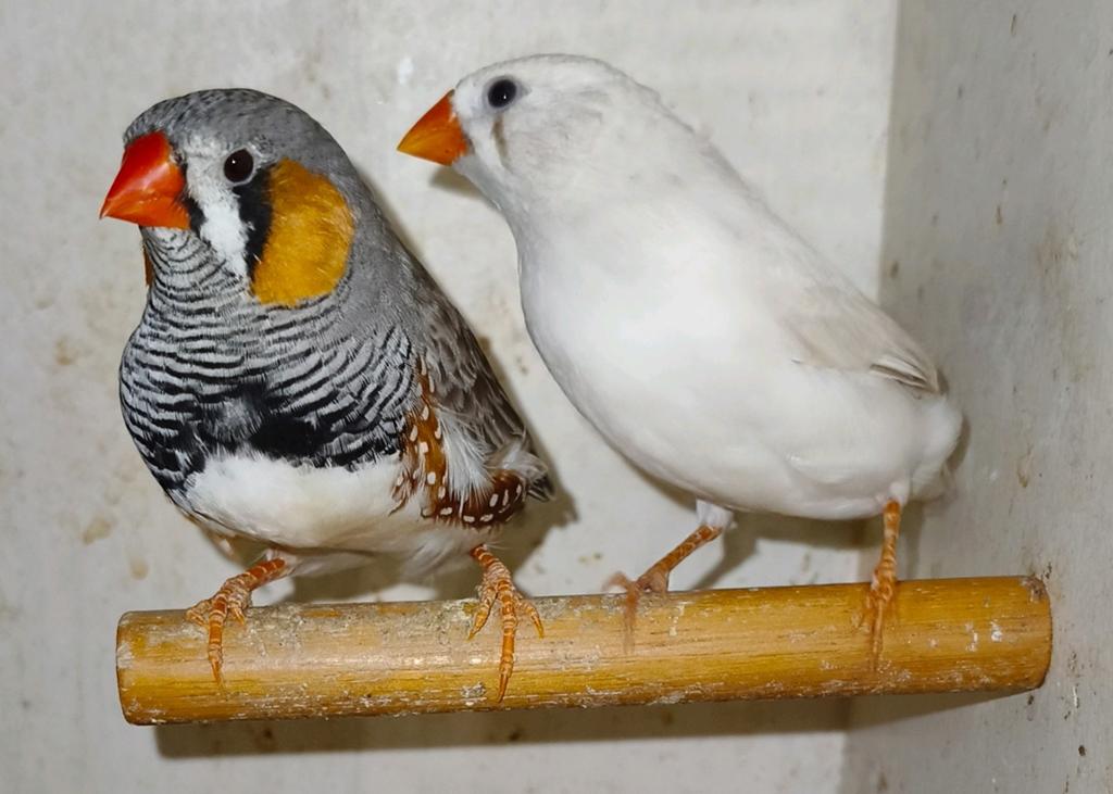Laatste koppel zebravinken te koop! (Broedrijp), Meerdere dieren