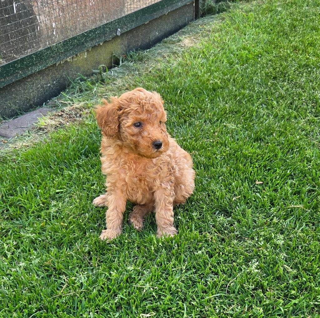 Labradoodle pups kleine medium F4  abrikoos reutjes, Parvo, Overige rassen, 8 tot 15 weken, Meerdere