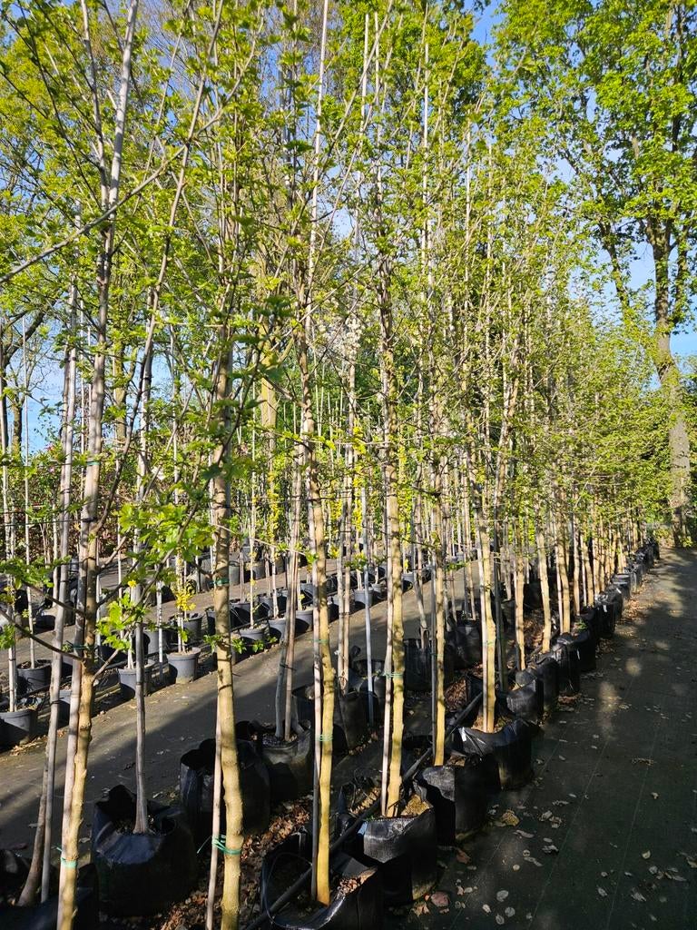 Morus alba(witte moerbij) te koop!, Bloeit niet, Overige soorten, 250 tot 400 cm, Ophalen