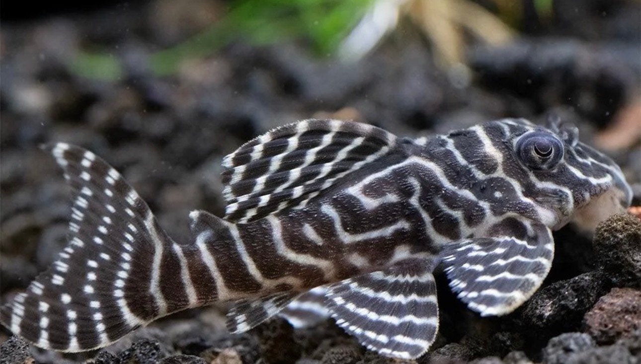 L333 pleco, Dieren en Toebehoren, Vis