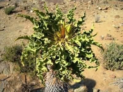 Caudex Pachypodium Namaquanum van oorsprong Namibie, Huis en Inrichting, Overige soorten, Ophalen of Verzenden, In pot, Minder dan 100 cm
