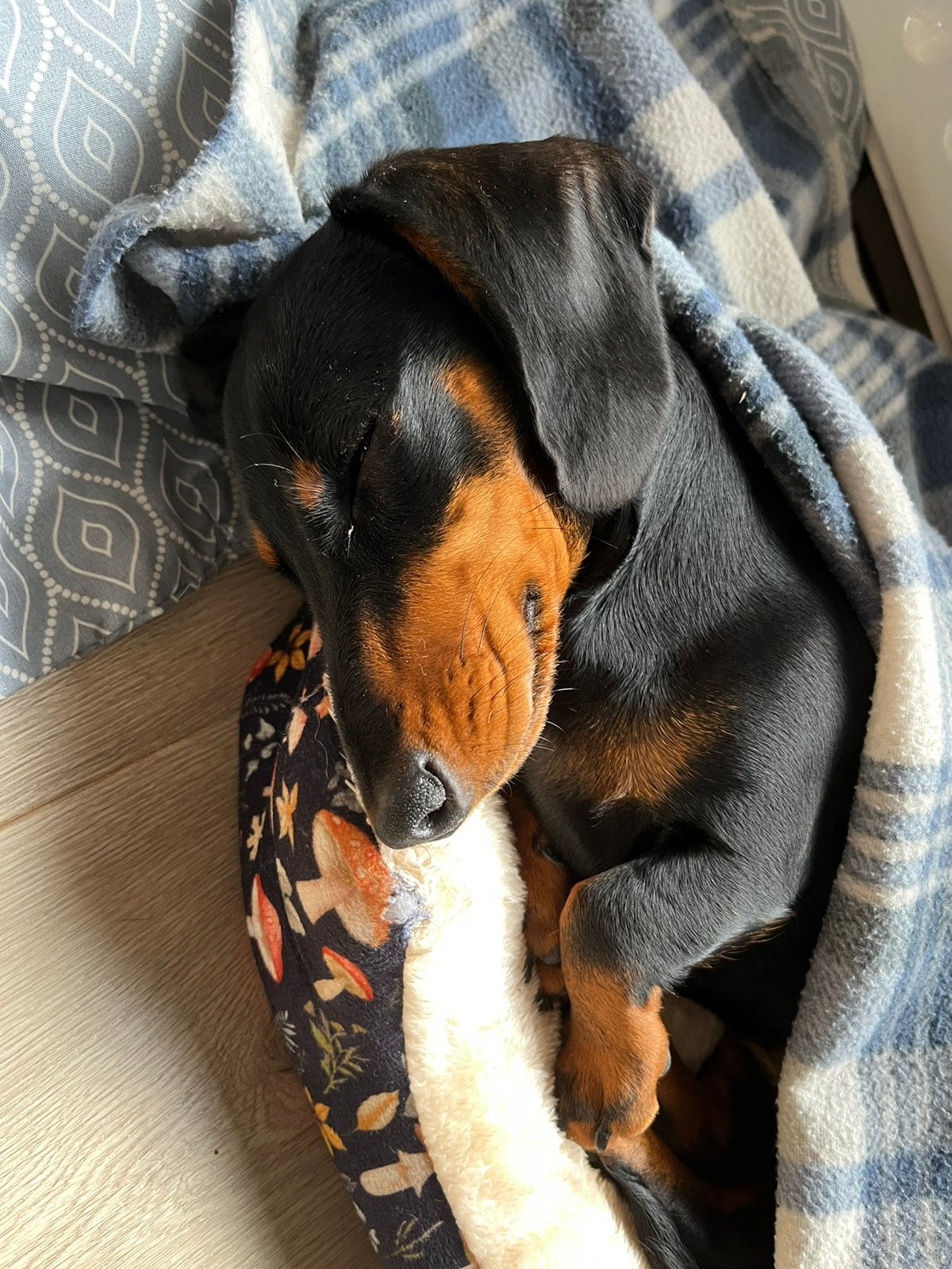 Female miniature teckel, Dieren en Toebehoren, 15 weken tot 1 jaar, Teef, Dwerg, Eén hond