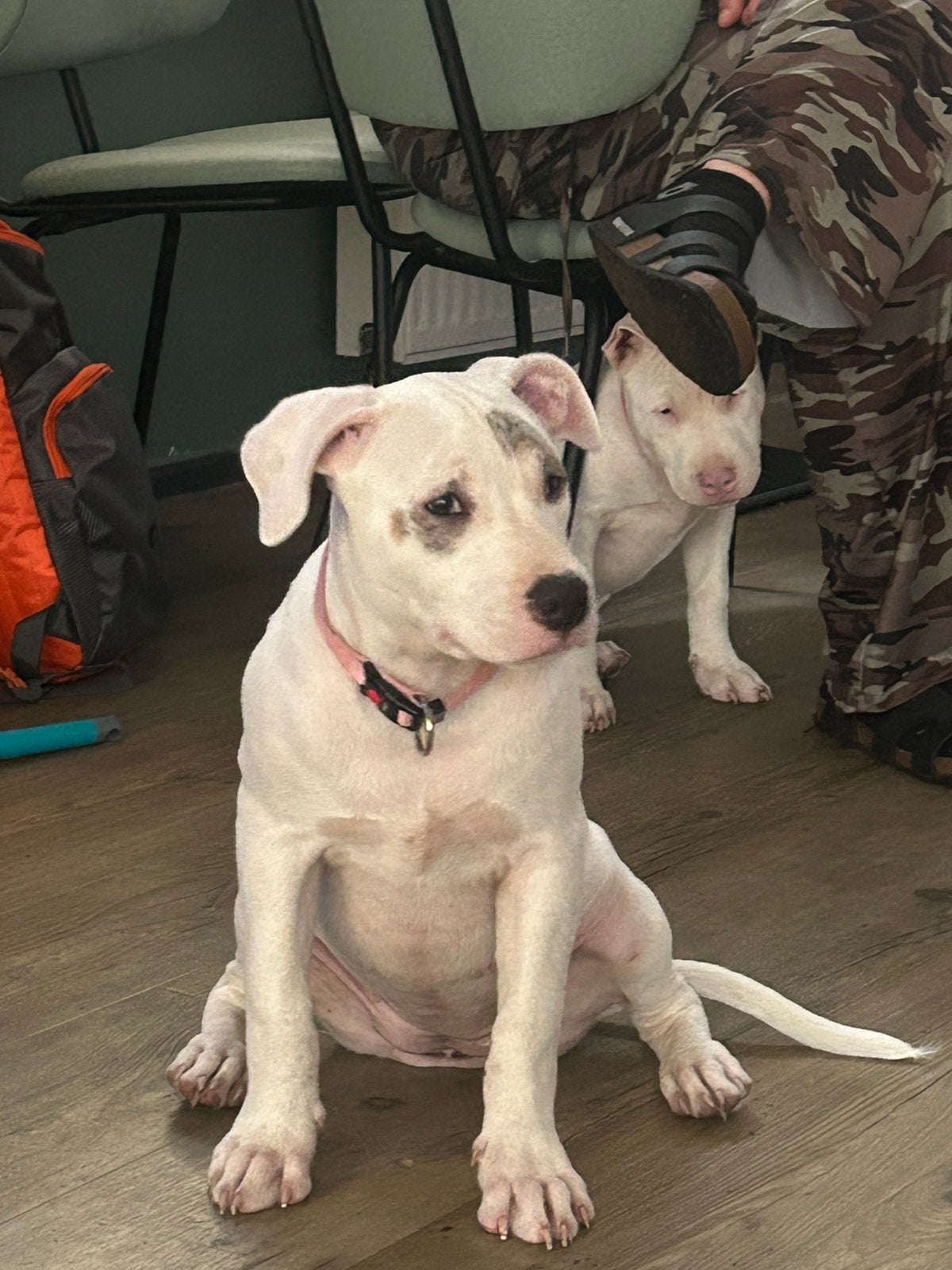Lieve bully xl pup, Dieren en Toebehoren, Honden | Niet-rashonden, 8 tot 15 weken, Teef, Eén hond, Nederland