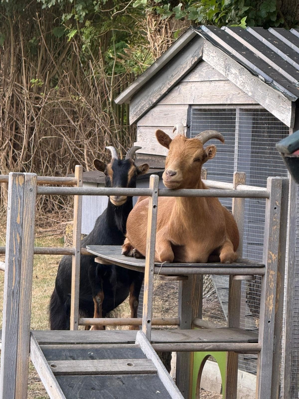 2 dwerggeiten geit en bok, Meerdere dieren, Geit