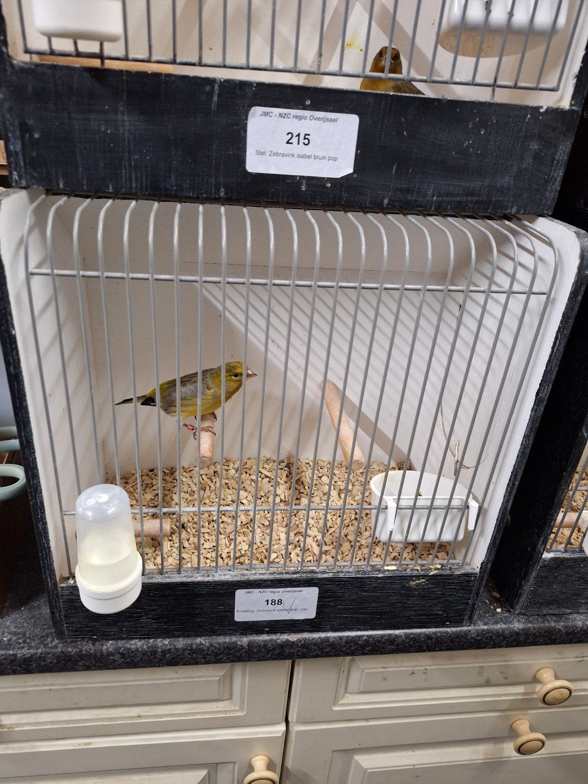 bastaard Zwartkopsijs x Harlekijn kanarie poppen, Dieren en Toebehoren, Vrouwelijk, Wildzangvogel, Geringd
