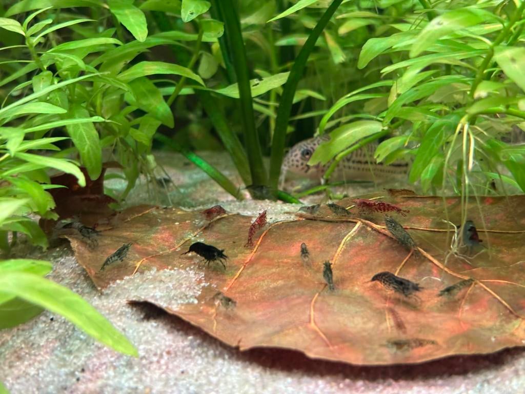 Garnalen mix gekleurd, Dieren en Toebehoren, Kreeft, Krab of Garnaal