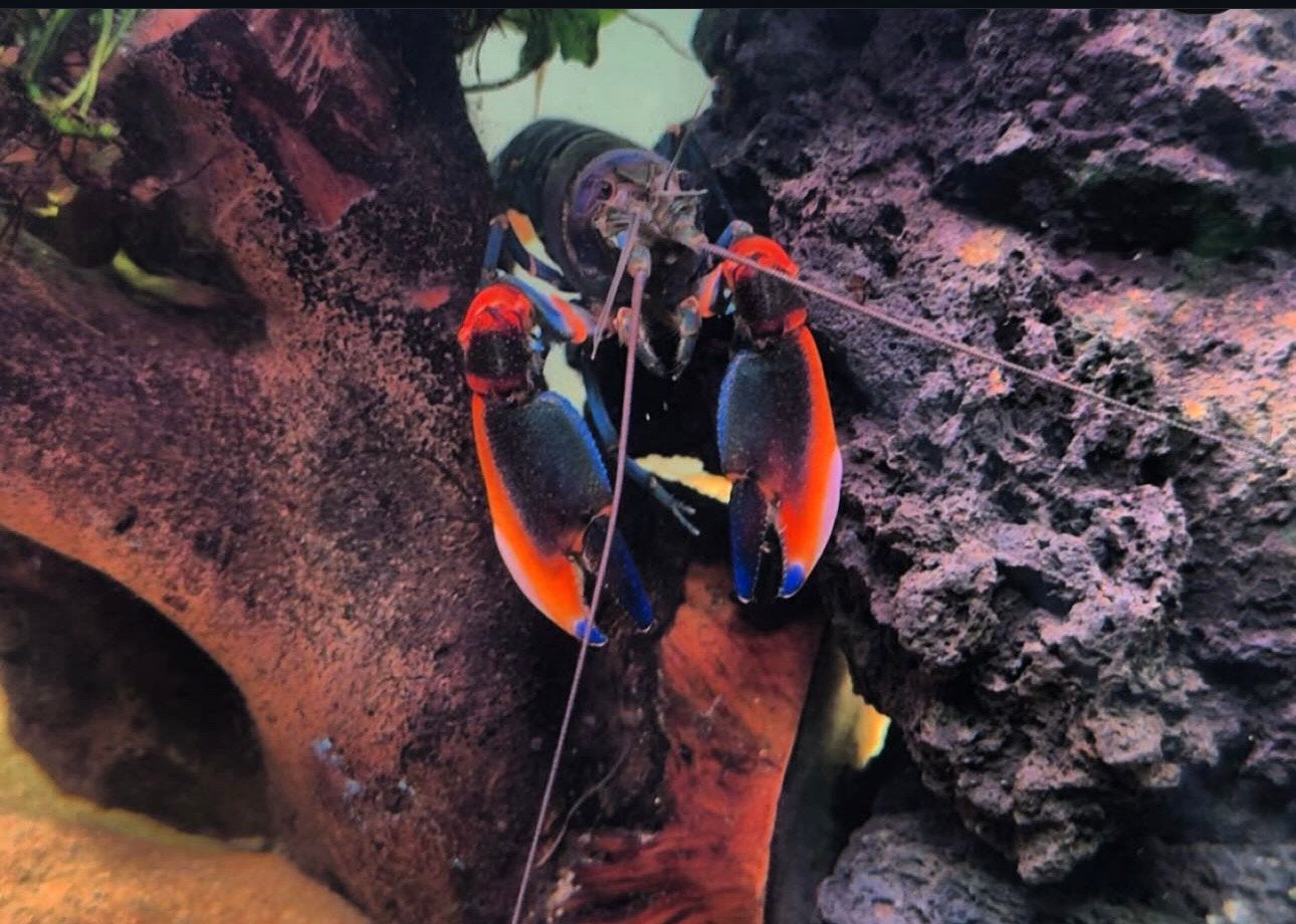 cherax kreeft Kweekkoppel, Dieren en Toebehoren, Ophalen of Verzenden, Gevuld zoetwateraquarium
