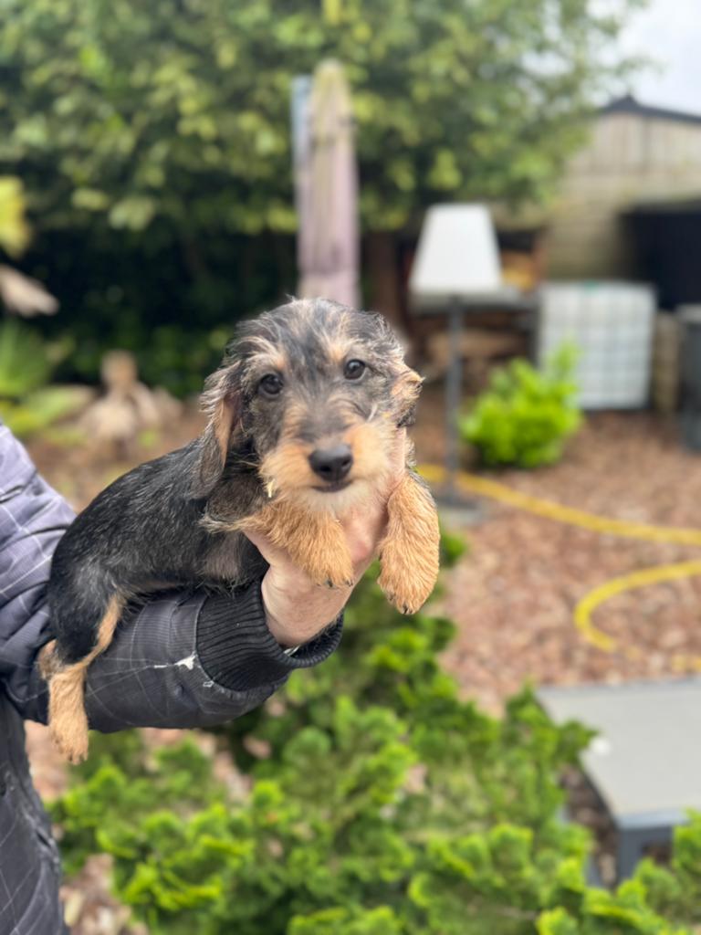 Prachtige ruwharige teckelpups, Dieren en Toebehoren, HCC (leverziekte), 8 tot 15 weken, Korthaar, Dwerg